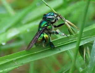 Orchid Bee (KC) - though I've known about orchid bees and their ecology for decades, this was the first time I'd seen males out collecting chemicals to add to their special scent recipe.