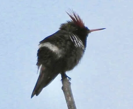 Frilled Coquette (TS)