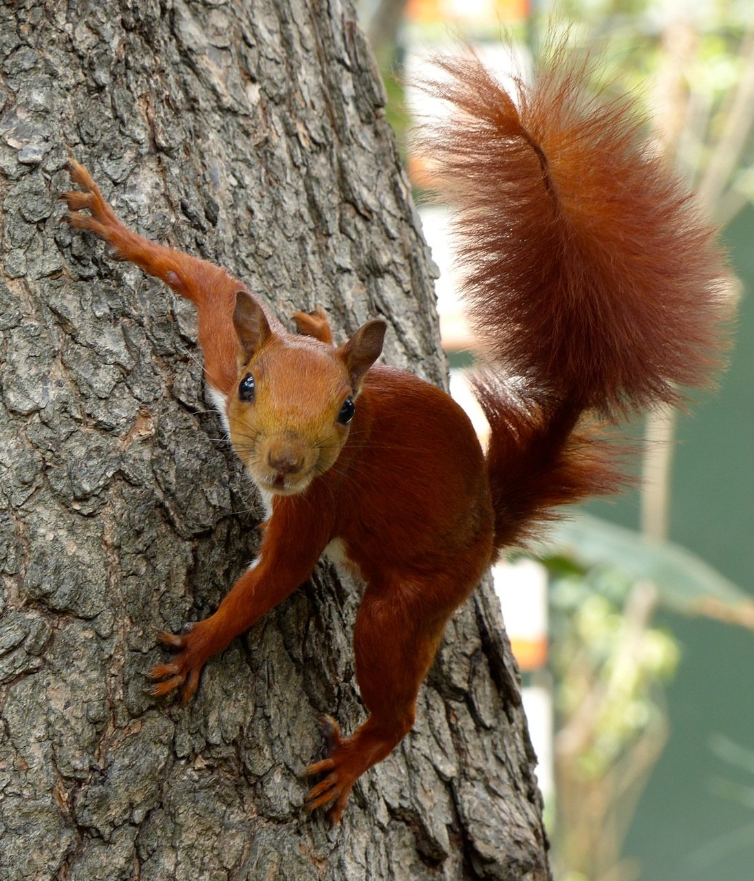 Red-tailed Squirrel (VG) 