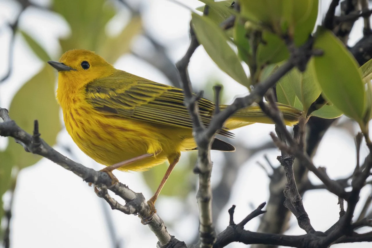 Mangrove Yellow Warbler, Greater Antillean race (DD)