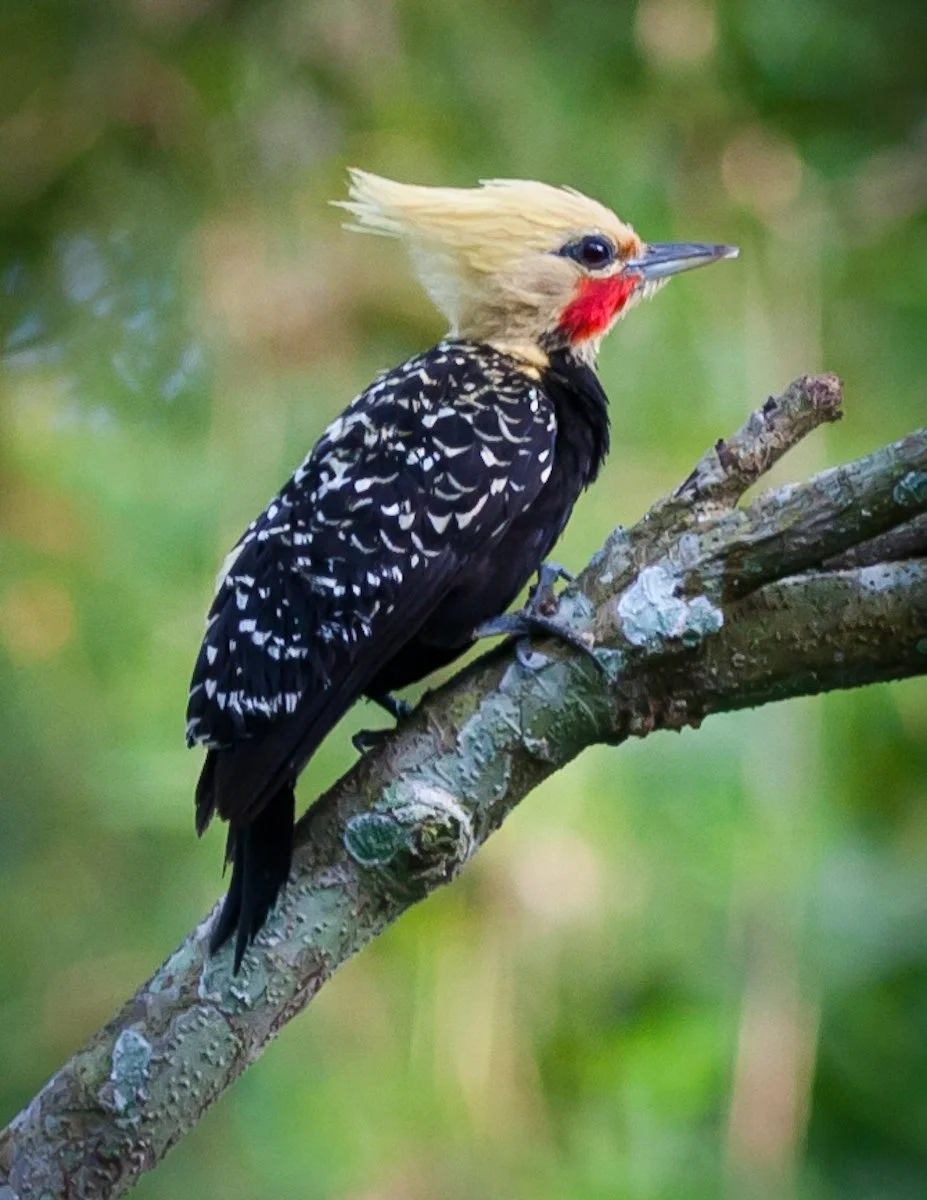 Blond-crested Woodpecker