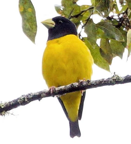 Hooded Grosbeak (JJ)