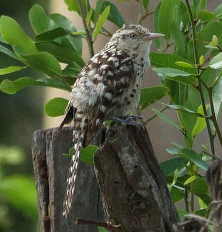 Stripe-backed Wren (JJ) 