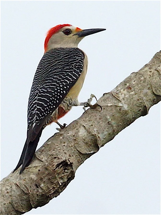 Golden-fronted Woodpecker