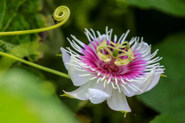 Passiflora sp. (WN)