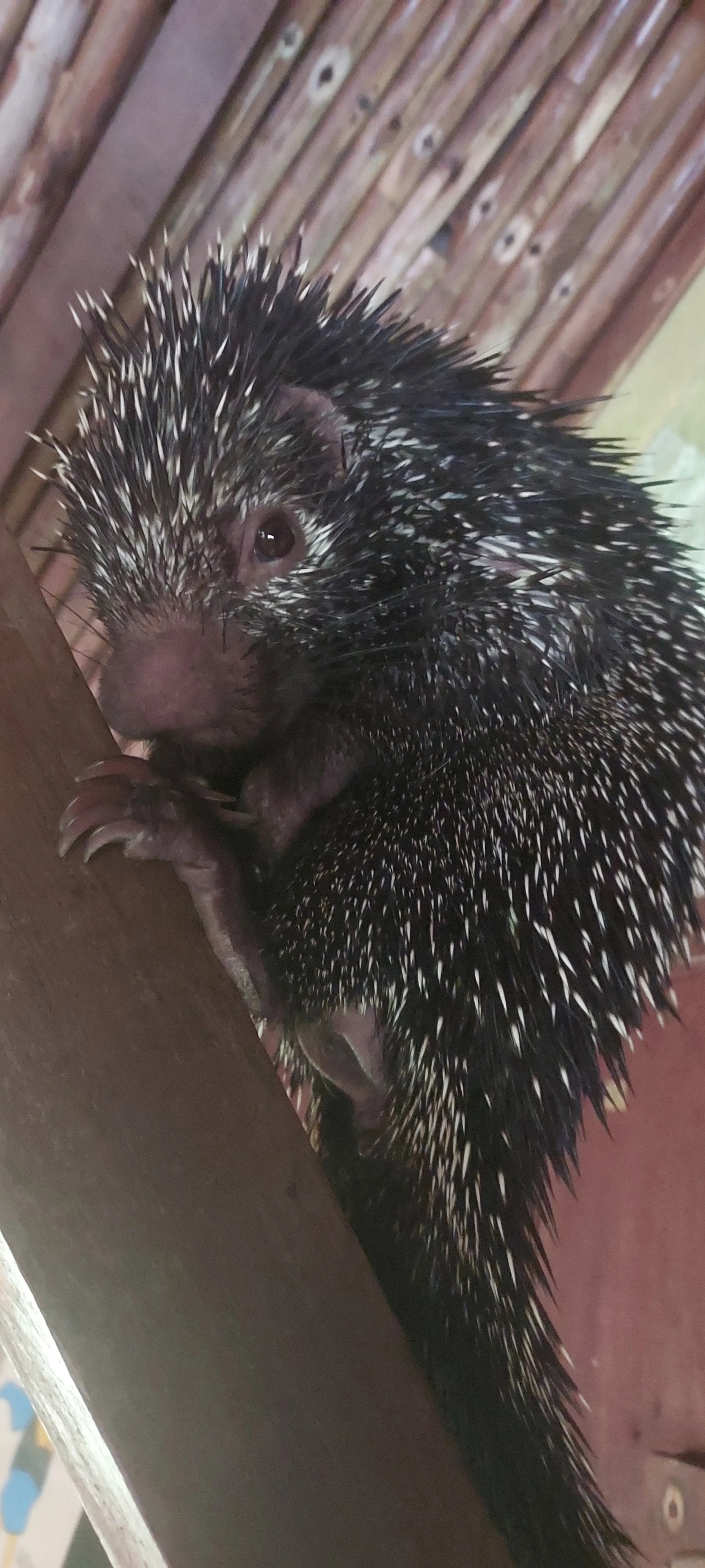Andean Porcupine