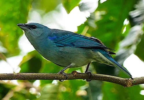 Azure-shouldered Tanager (NB)
