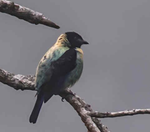 Black-headed Tanager (WN)