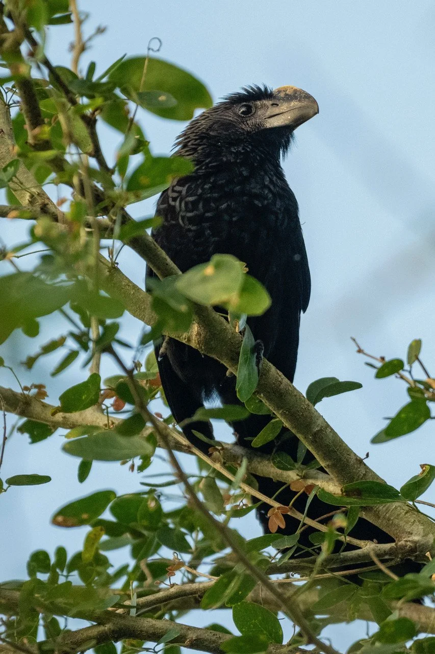 Smooth-billed Ani (BB)