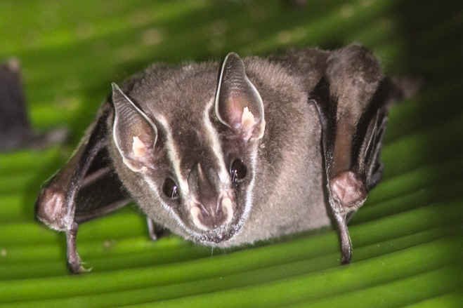 Tent-making Bat - Uroderma bilobatum (WN)