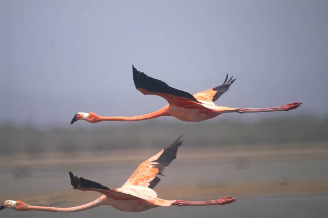 American Flamingo (BU)  