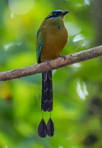 Whooping Motmot (RS)