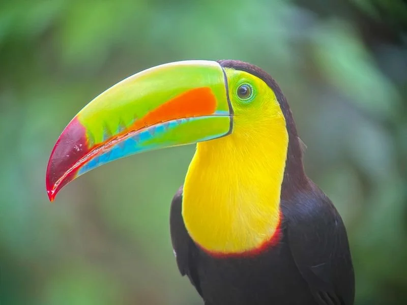 Keel-billed Toucan (BK)