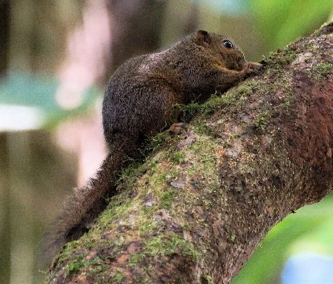 Dwarf Squirrel (JJ)