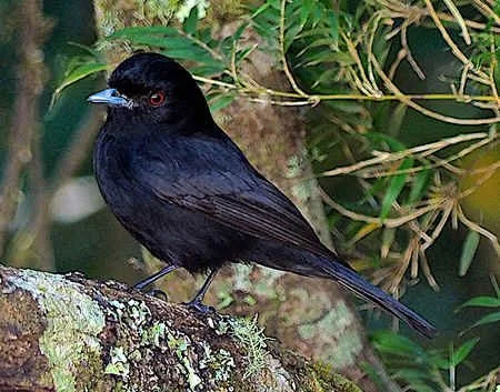 Blue-billed Black-Tyrant (NB)