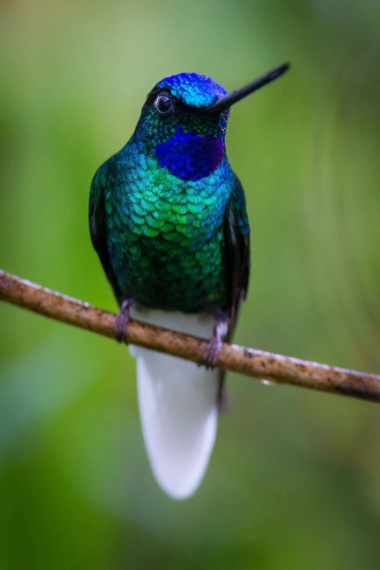 White-tailed Starfrontlet Male (MV)