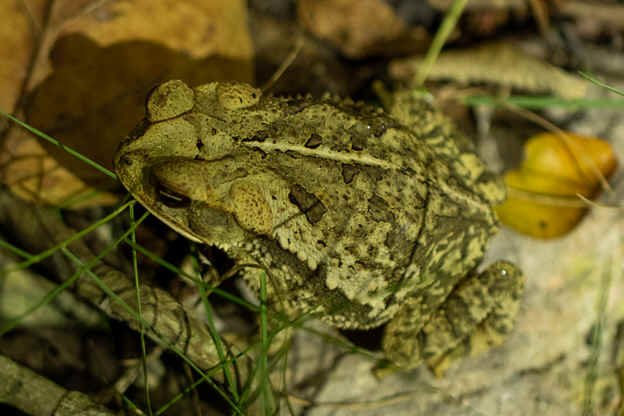 Gulf Coast Toad (KW)