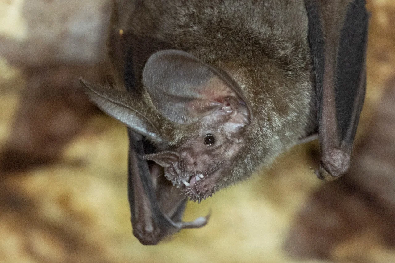 Common Fringe-lipped Bat - Trachops cirrhosus (KW)