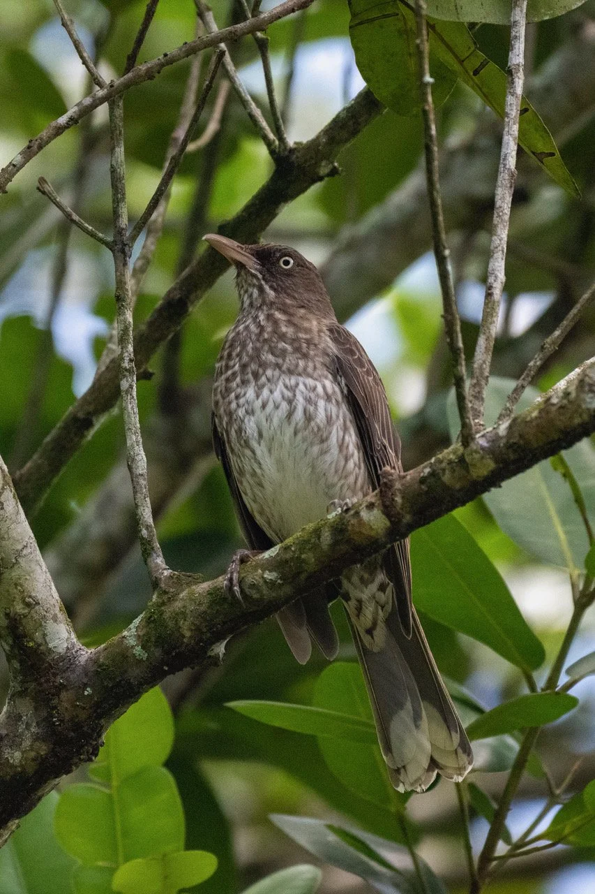 Pearly-eyed Thrasher (DD)