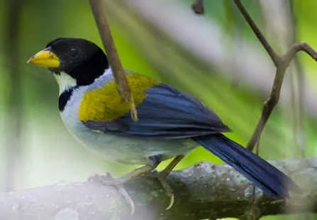 Golden-winged Sparrow (MV) 