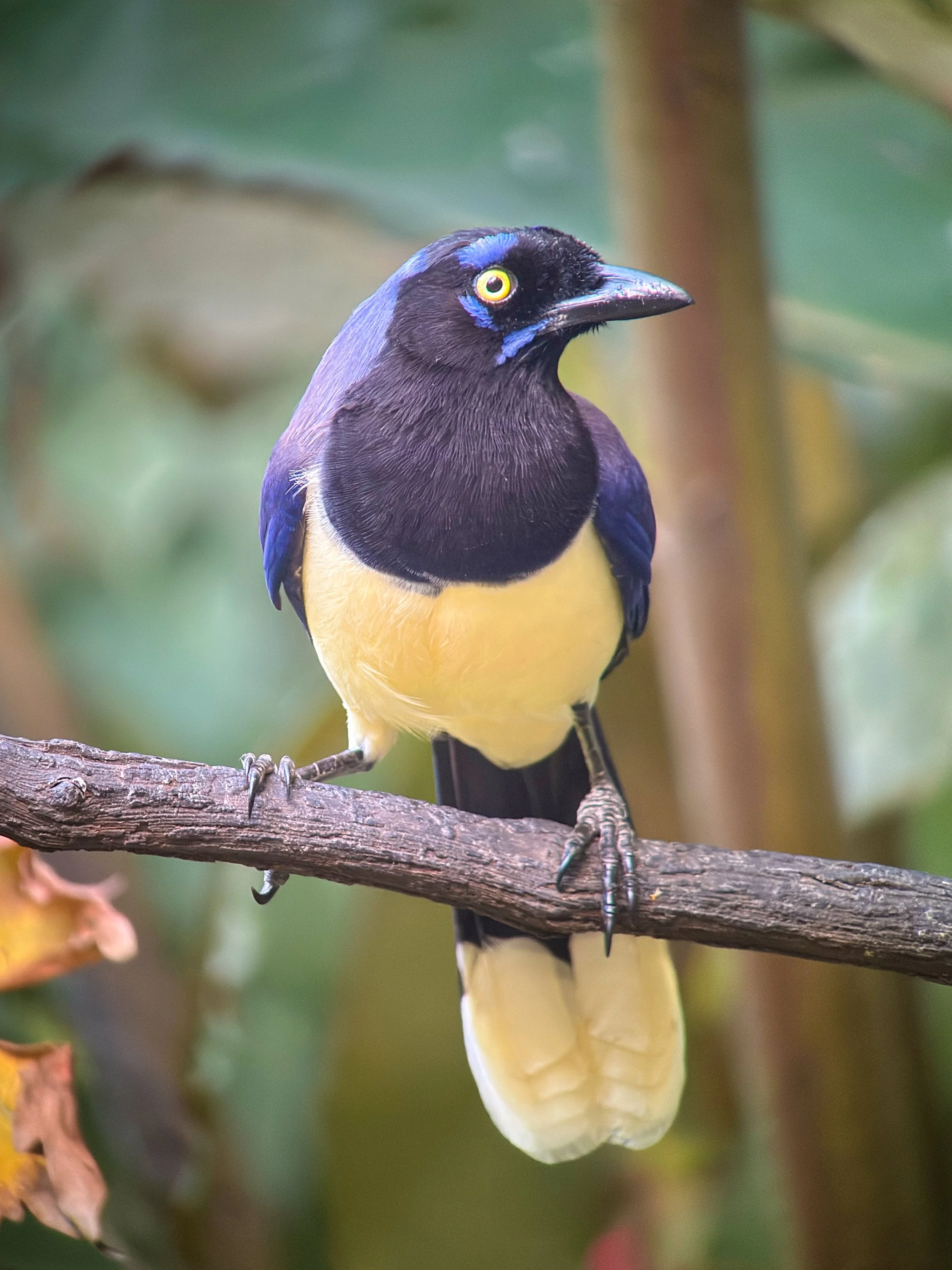 Black-chested Jay (BK)