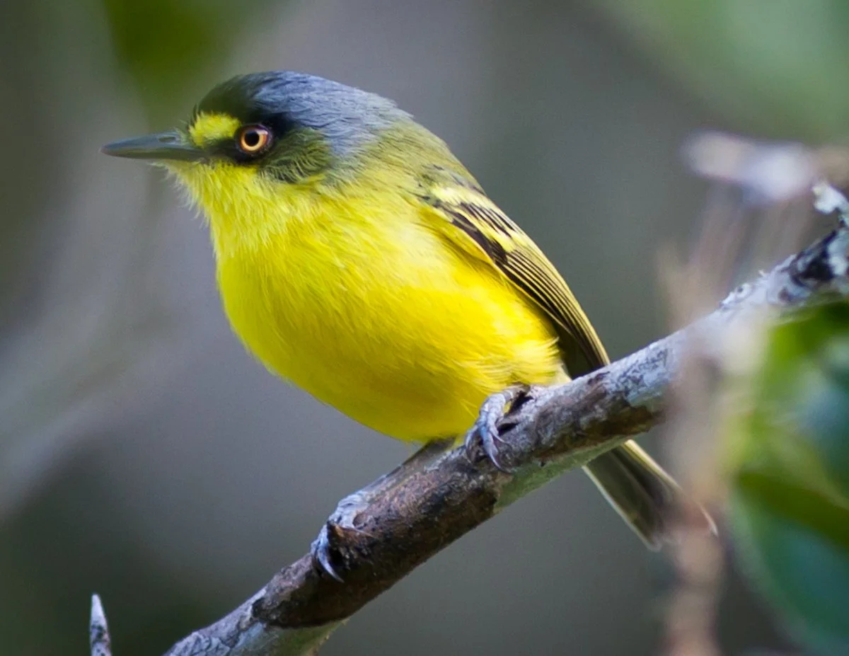 Gray-headed Tody-Flycatcher