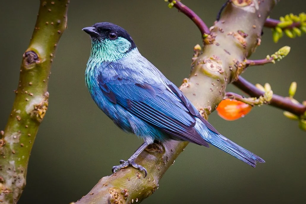 Black-capped Tanager (MV)  