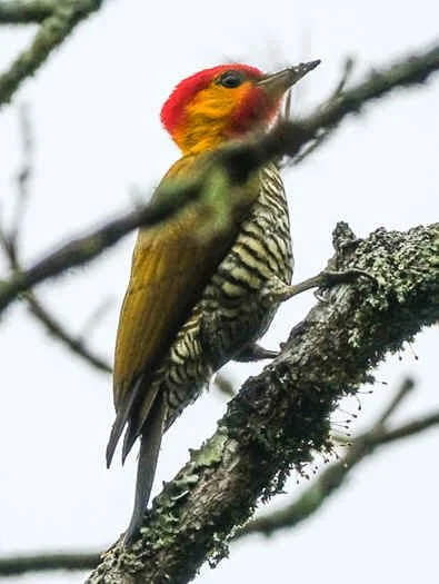 Yellow-throated Woodpecker (MW)