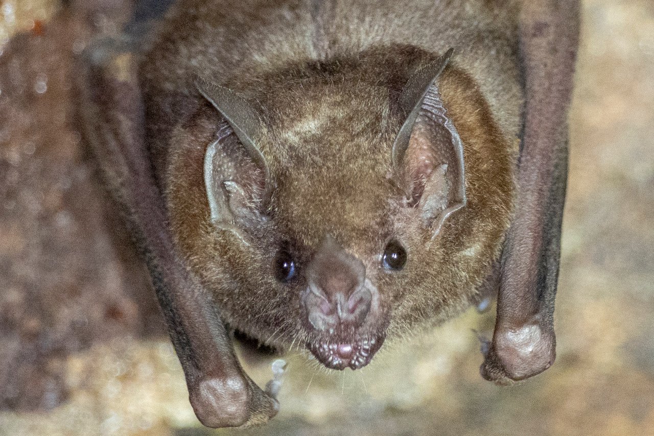 Seba's Short-tailed Bat - Carollia perspicillata (KW)