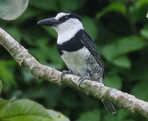 White-necked Puffbird (CA)