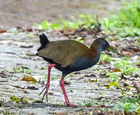 Slaty-breasted Wood-rail (MW)  