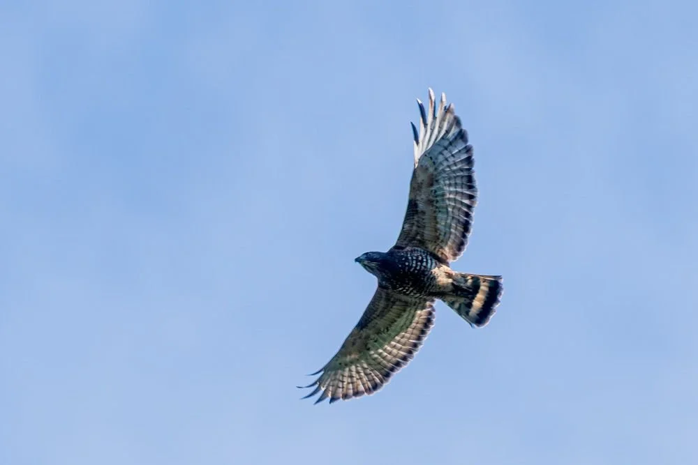 Puerto Rico has an endemic resident race of the Broad-winged hawk (RC)