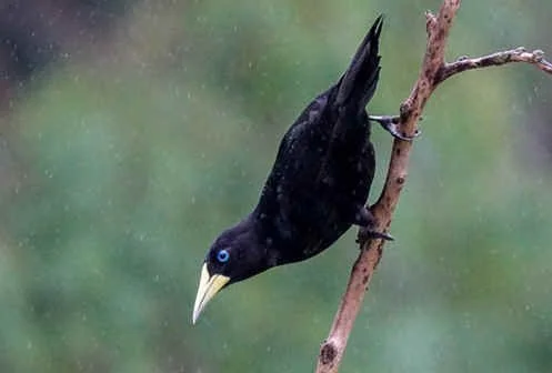 Red-rumped Cacique (MW)  
