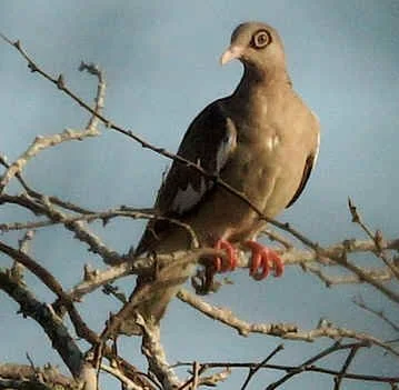 Bare-eyed Pigeon (JJ)