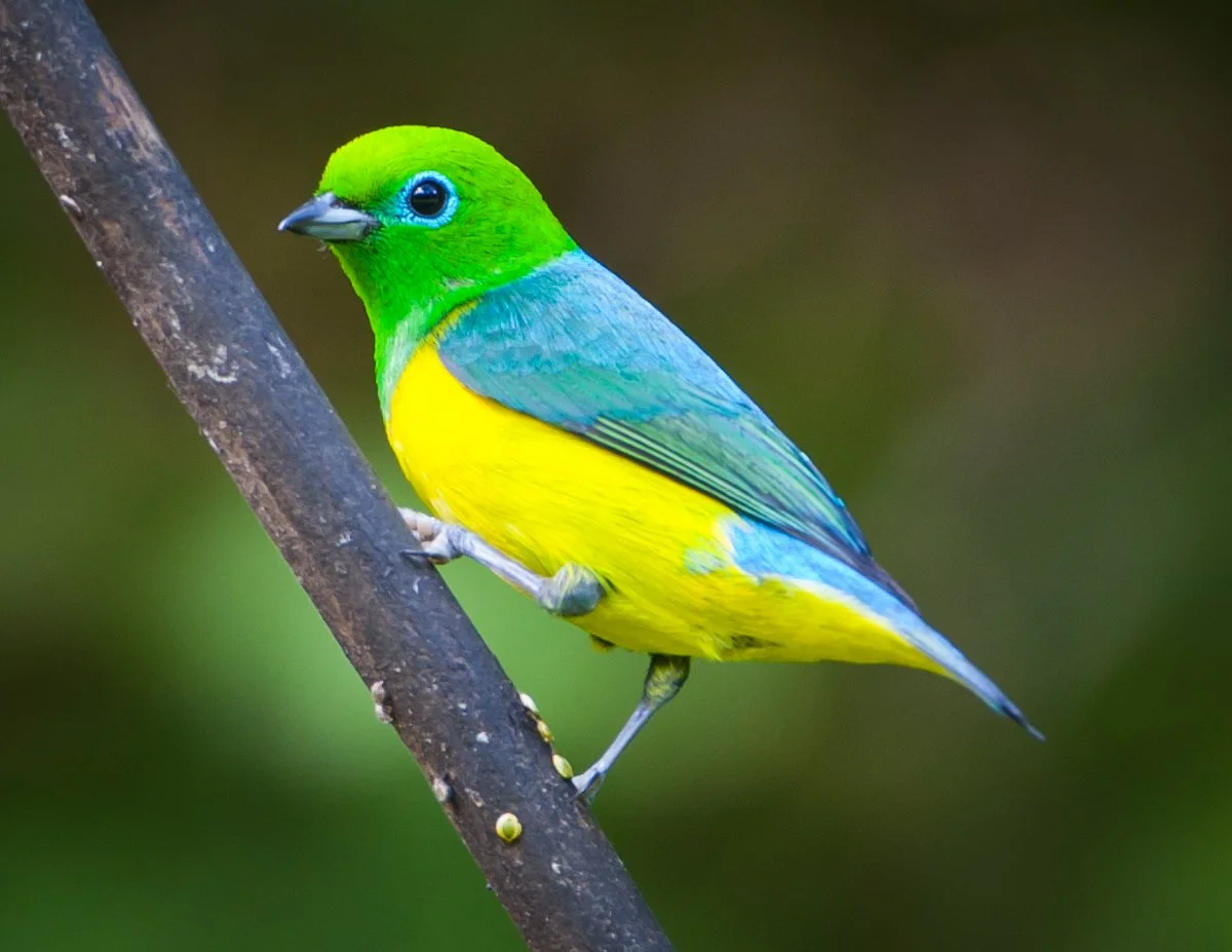 Blue-naped Chlorophonia