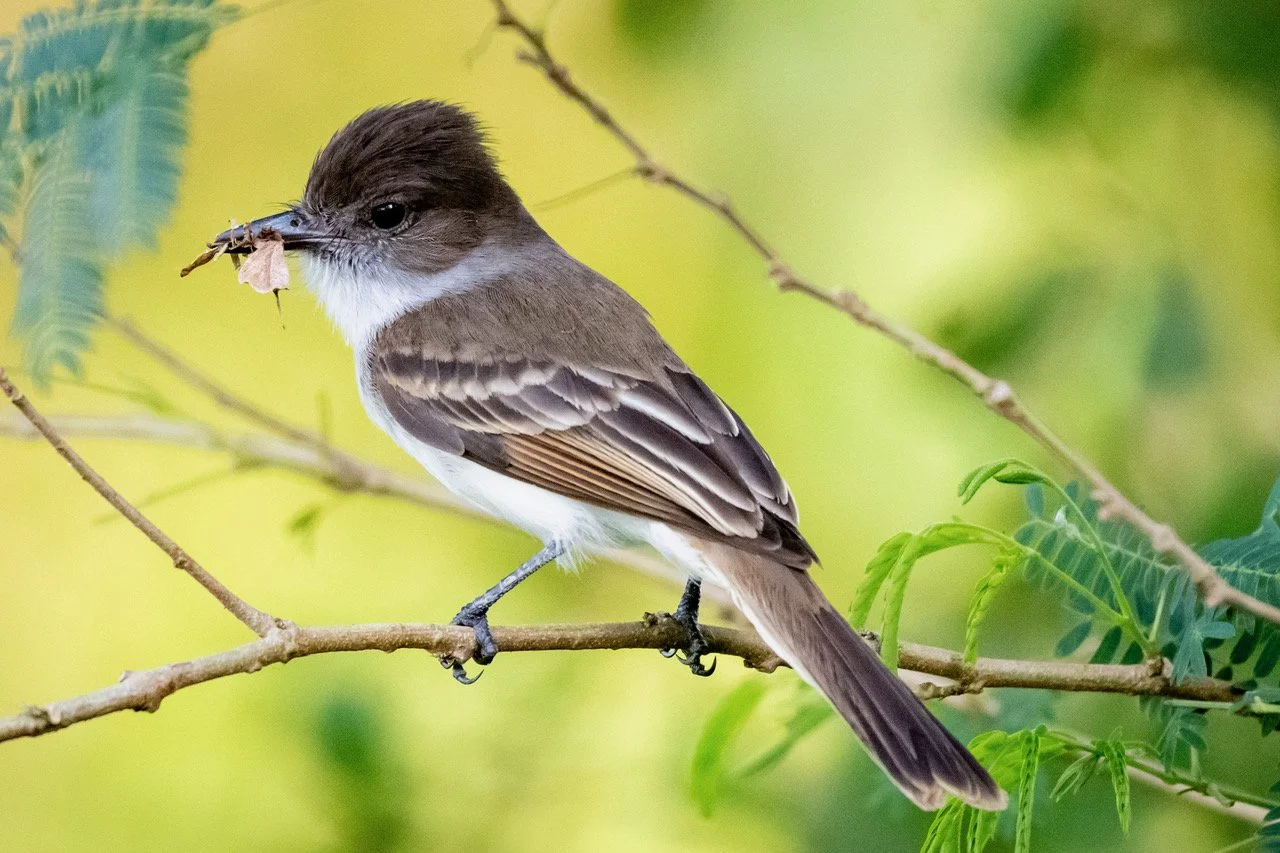 Loggerhead Kingbird (DD)
