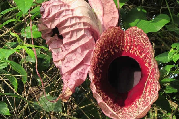 Aristolochia Grandiflora
