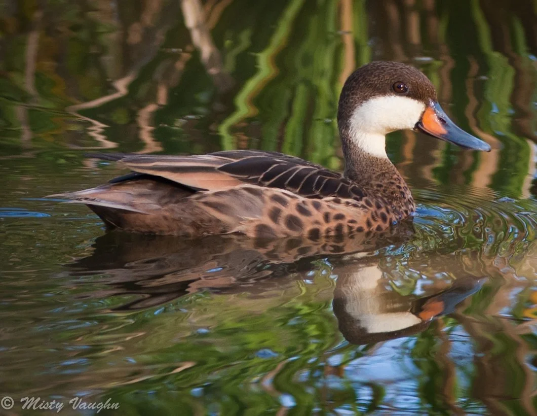 White-cheeked Pintail (MV)  