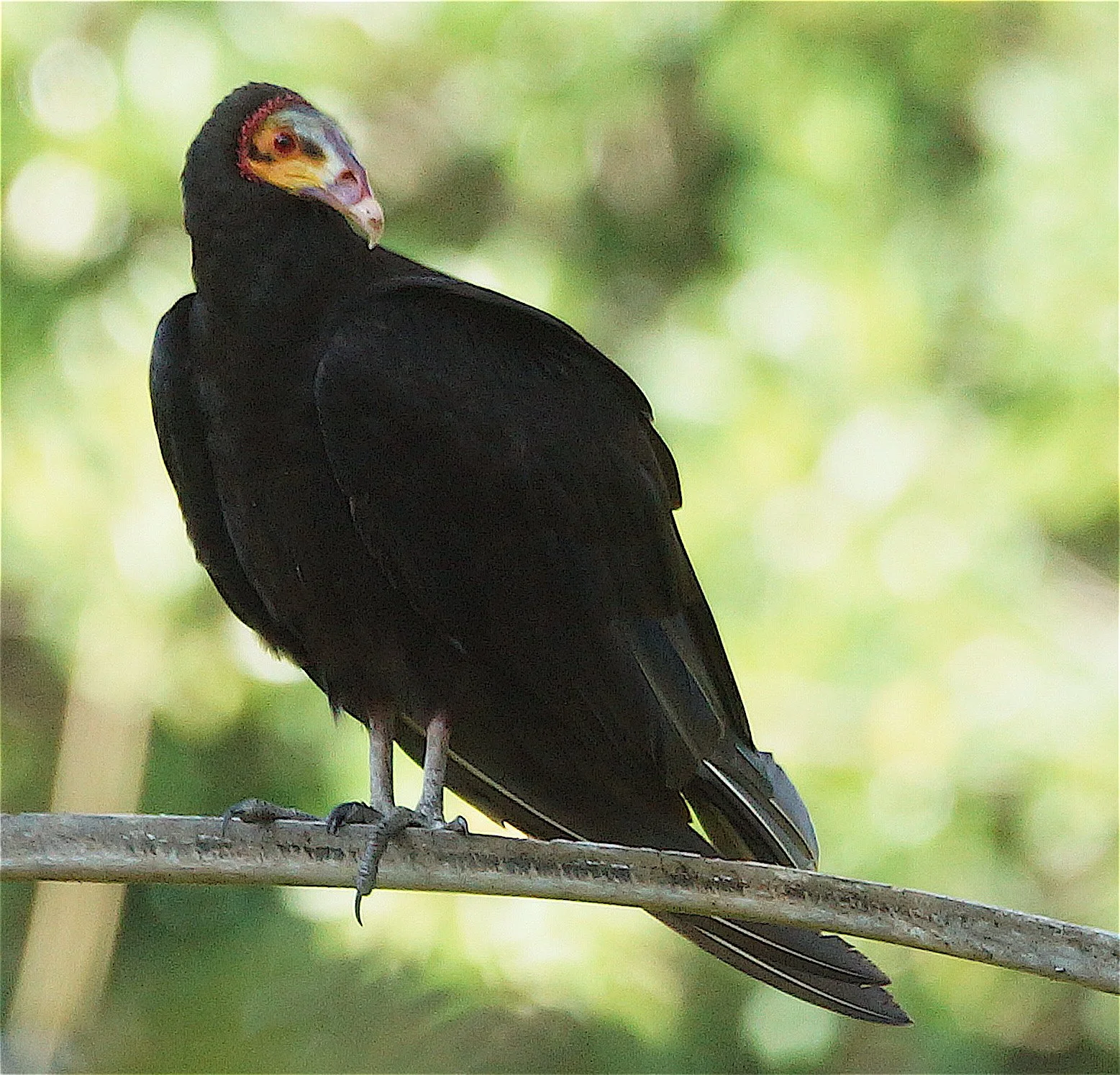 Lesser Yellow-headed Vulture (JJ)