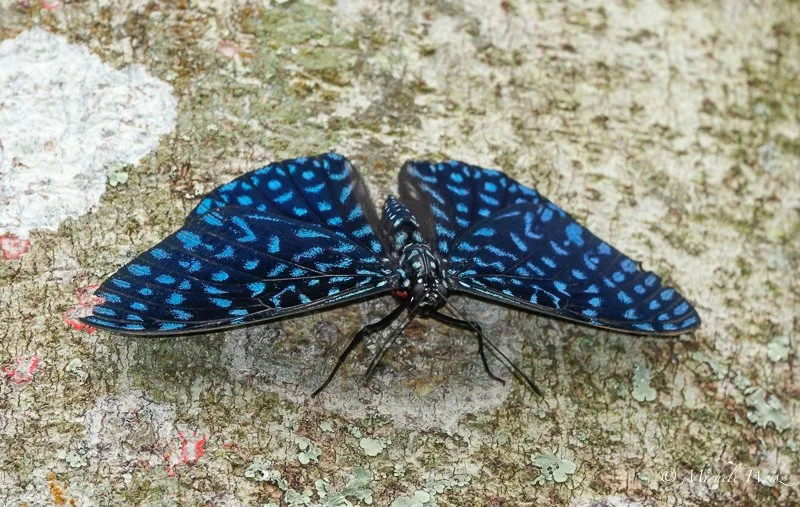 Velutina Cracker (MW)