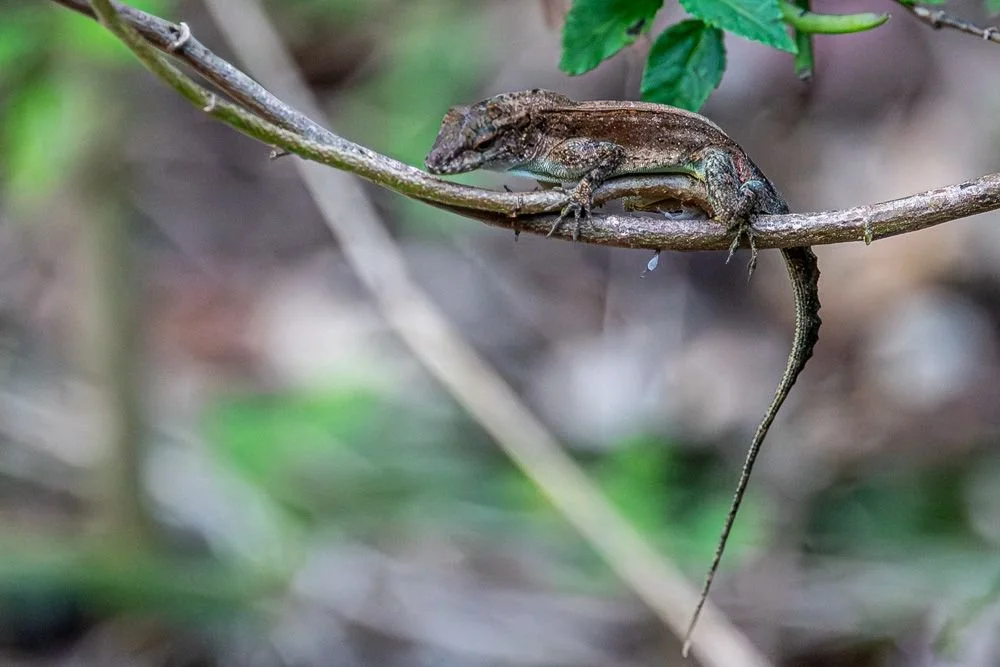Crested Anole (RC)