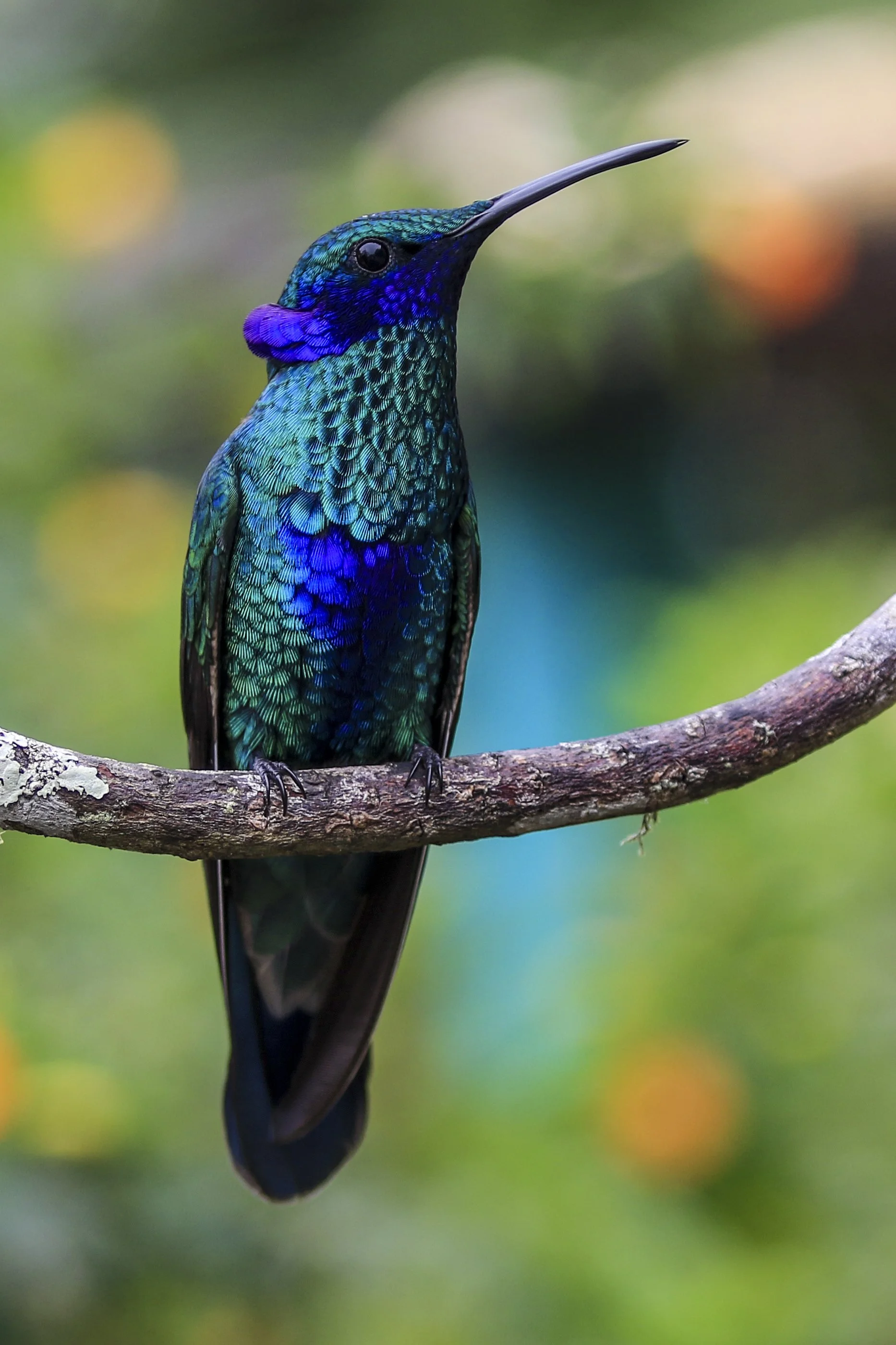 Sparkling Violetear (WN) 