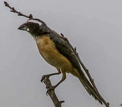 Orinocan Saltator (WN)