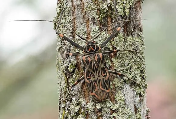 Harlequin Beetle - Acrocinus longimanus (MW)