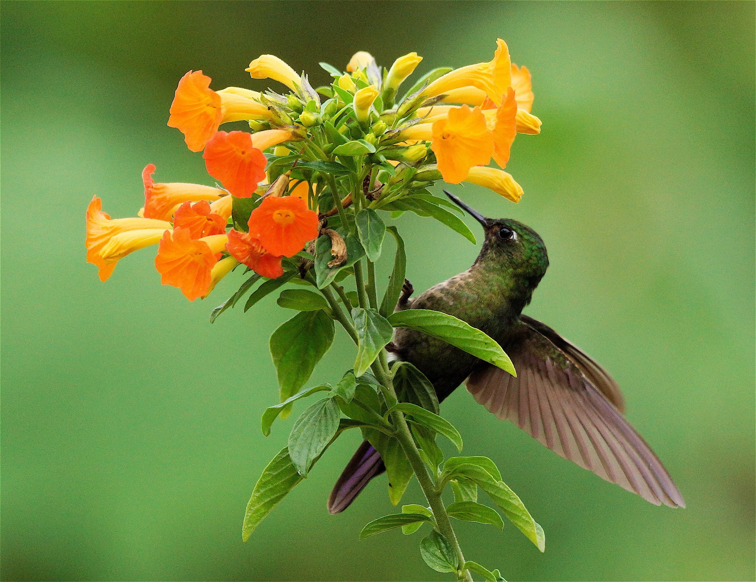 Tyrian Metaltail (JJ)  