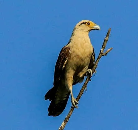 Yellow-headed Caracara (WN)