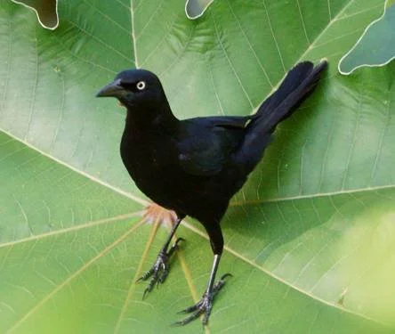 Greater Antillean Grackle (JJ)