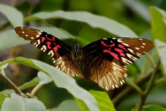 cloud forest monarch.jpg