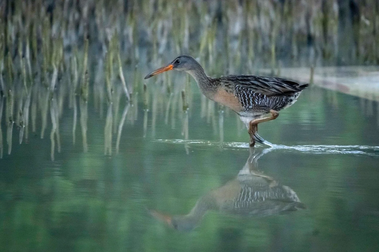 Clapper Rail (DD)