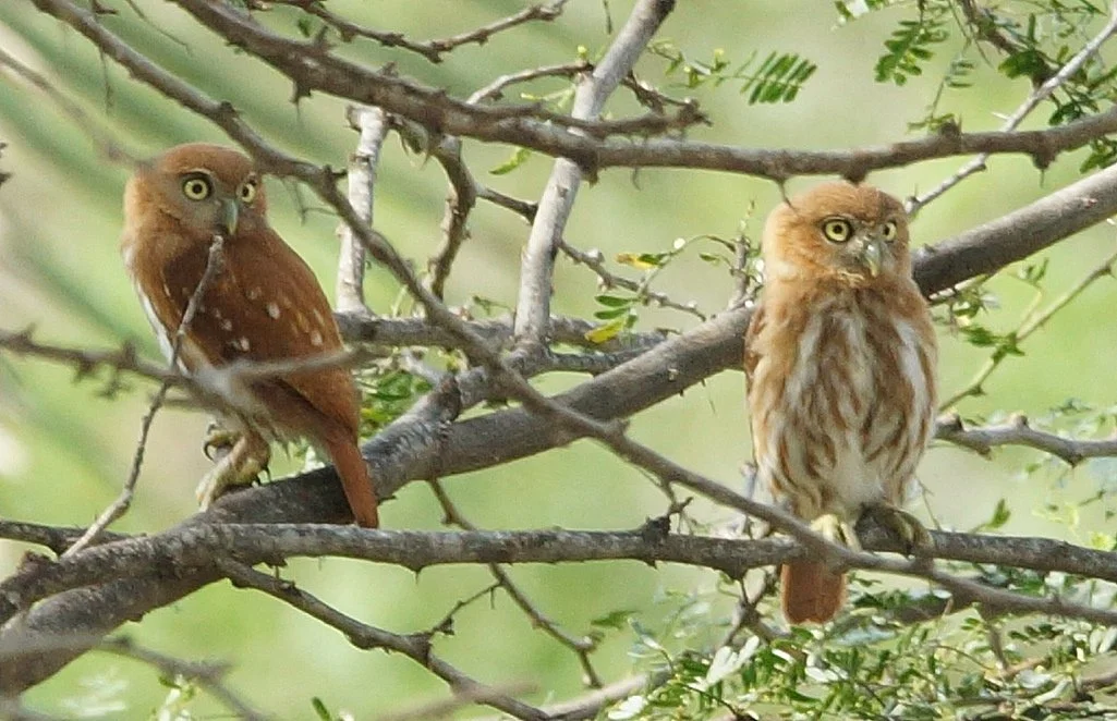 Ferruginous Pygmy-Owl (JJ)  
